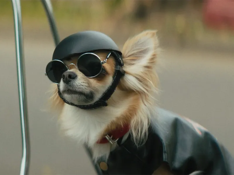 «Атмосфера кино», Киностудия Горького и «Кинокомпания братьев Андреасян» представляют трейлер и постер фильма  «Приключения желтого чемоданчика» - 9